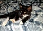 Sneezy - Maine Coon Kitten For Sale - MI&comma; US