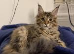 Anni Frid - Maine Coon Kitten For Sale - Jacksonville&comma; FL&comma; US