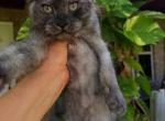Elysia Black Smoke sweet female - Maine Coon Kitten For Sale - Grant Valkaria&comma; FL&comma; US