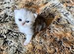Charlotte babies - Persian Kitten For Sale - Chicago&comma; IL&comma; US