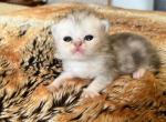 Blue dilute Prince - Persian Kitten For Sale - 