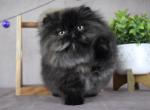 Blair - Persian Kitten For Sale - Willis&comma; TX&comma; US