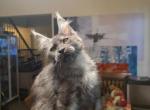 Black Smoke Boy Polydactyl - Maine Coon Kitten For Sale - Grant Valkaria&comma; FL&comma; US