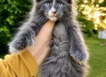 Dominant Blue Eyes Polydactyl Boy - Maine Coon Kitten For Sale - Grant Valkaria&comma; FL&comma; US
