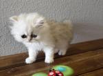 Wilson - Persian Kitten For Sale - 