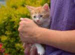Sonny - Siamese Kitten For Sale - Ronks&comma; PA&comma; US