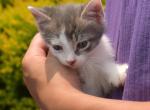 Shadow - Siamese Kitten For Sale - Ronks&comma; PA&comma; US
