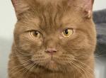 British Shorthair male 15 months old - British Shorthair Cat For Sale - 