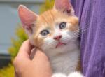 Cheddar - Siamese Kitten For Sale - Ronks&comma; PA&comma; US