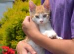 Bacon - Siamese Kitten For Sale - Ronks&comma; PA&comma; US