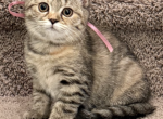 Scottish Kittens - Scottish Straight Kitten For Sale - WA&comma; US