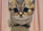 Simba - Munchkin Kitten For Sale - Berlin&comma; NJ&comma; US