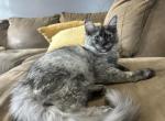 Hope silver smoke - Maine Coon Kitten For Sale - 