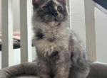 Harmony sliver torbi - Maine Coon Kitten For Sale - St&period; Louis&comma; MO&comma; US