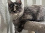 Harley silver torbi - Maine Coon Kitten For Sale - 