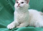 SnowBall Male V face Radgoll - Ragdoll Kitten For Adoption - 