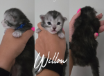 Willow - Maine Coon Kitten For Sale - 