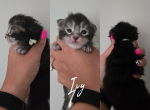 Ivy - Maine Coon Kitten For Sale - Gainesville&comma; GA&comma; US