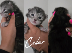 Cedar - Maine Coon Kitten For Sale - Gainesville&comma; GA&comma; US