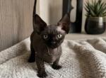OJ - Sphynx Kitten For Sale - 