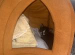 Baby Boy - Domestic Kitten For Adoption - Hickory&comma; NC&comma; US