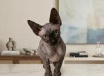 Twin A - Sphynx Kitten For Sale - 