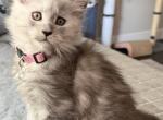 Opal Light Blue Smoke - Maine Coon Kitten For Sale - North Las Vegas&comma; NV&comma; US