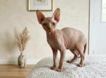 Simba - Sphynx Kitten For Sale - 