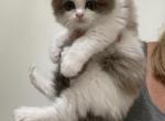 Stella - Ragdoll Kitten For Sale - 
