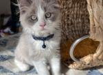 Blue Mink Bicolor - Ragdoll Kitten For Sale - Front Royal&comma; VA&comma; US