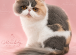 Venus - Persian Cat For Sale/Retired Breeding - 