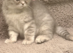 Scottish kit - Scottish Straight Kitten For Sale - WA&comma; US