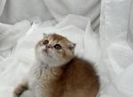 Lary - Scottish Fold Kitten For Sale - 