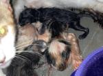 Craig - American Shorthair Kitten For Sale - Dallas&comma; TX&comma; US