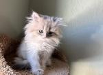 Jiji - British Shorthair Kitten For Sale - Las Vegas&comma; NV&comma; US