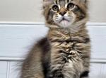 Valhalla - Maine Coon Kitten For Sale - Charlotte&comma; NC&comma; US
