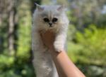 Lucy - Persian Kitten For Sale - 