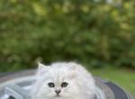 Luna - Persian Kitten For Sale - 