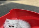 Daisy - Persian Kitten For Sale - Becker&comma; MN&comma; US