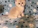 Lily - British Shorthair Kitten For Sale - 