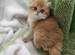 Manya - British Shorthair Kitten For Sale - Phoenix&comma; AZ&comma; US