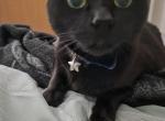 Aspin - Bombay Cat For Adoption - Marysville&comma; WA&comma; US