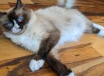Ragdoll Purebred Daisy May's August  Litter - Ragdoll Kitten For Sale - Dousman&comma; WI&comma; US