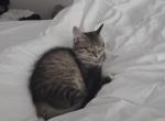 Duchess - American Longhair Kitten For Adoption - Fort Myers&comma; FL&comma; US