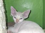 Tank - Devon Rex Kitten For Sale - Ironwood&comma; MI&comma; US