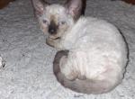 Davina - Devon Rex Kitten For Sale - Ironwood&comma; MI&comma; US