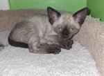 Sabrina - Devon Rex Kitten For Sale - Ironwood&comma; MI&comma; US