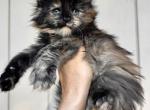 Bianca black tortie - Maine Coon Kitten For Sale - Riverside&comma; CA&comma; US