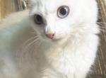 Princess - Turkish Angora Kitten For Sale - 