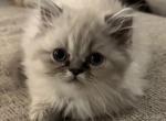 Lynx Point Doll Faced Purebred Himalayan Kitten - Himalayan Kitten For Sale - Germantown&comma; MD&comma; US